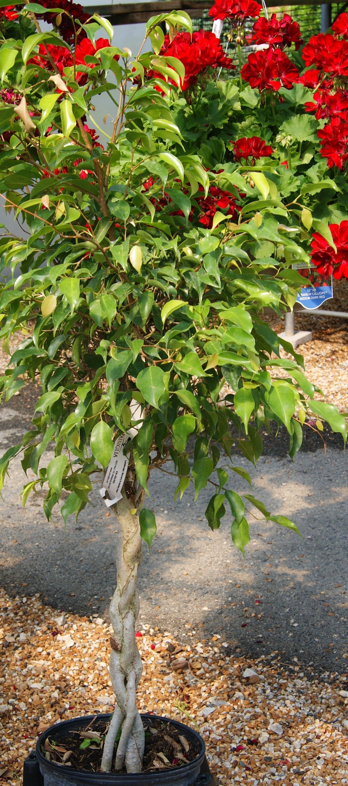 Ficus benjamina