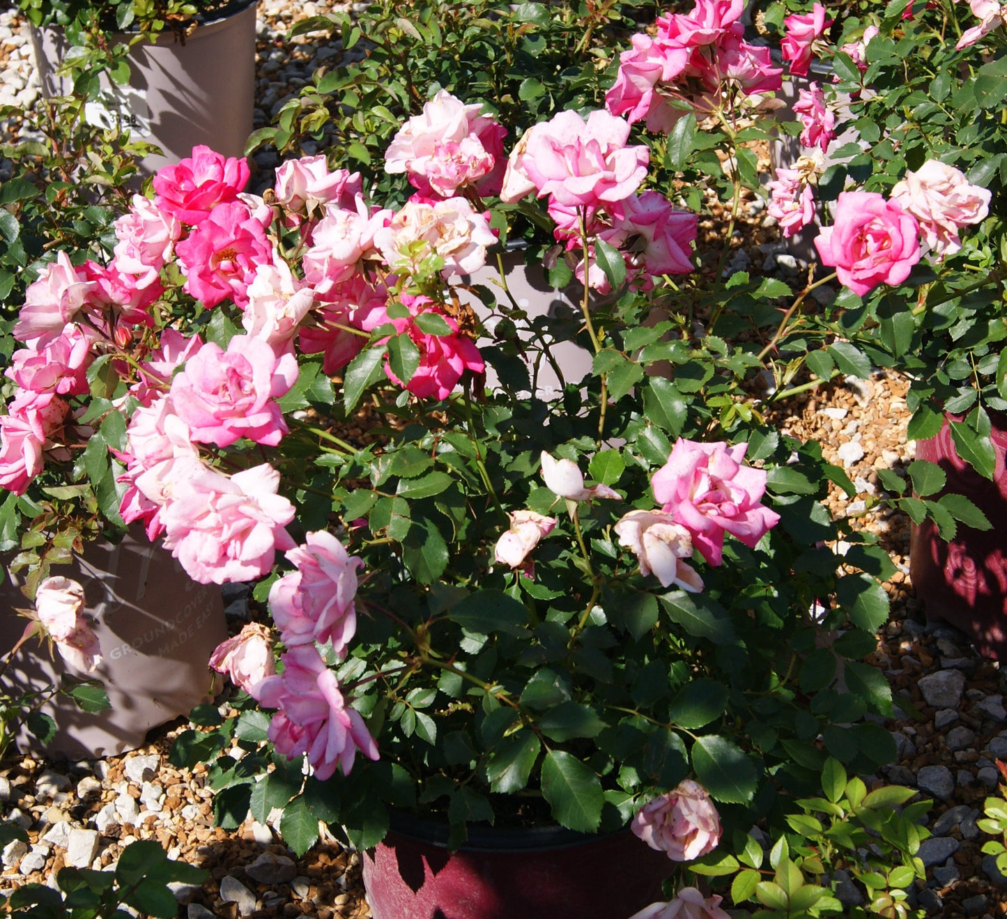 Rose, Shrub 'Easy Elegence Sunrise Sunset' (Rosa)