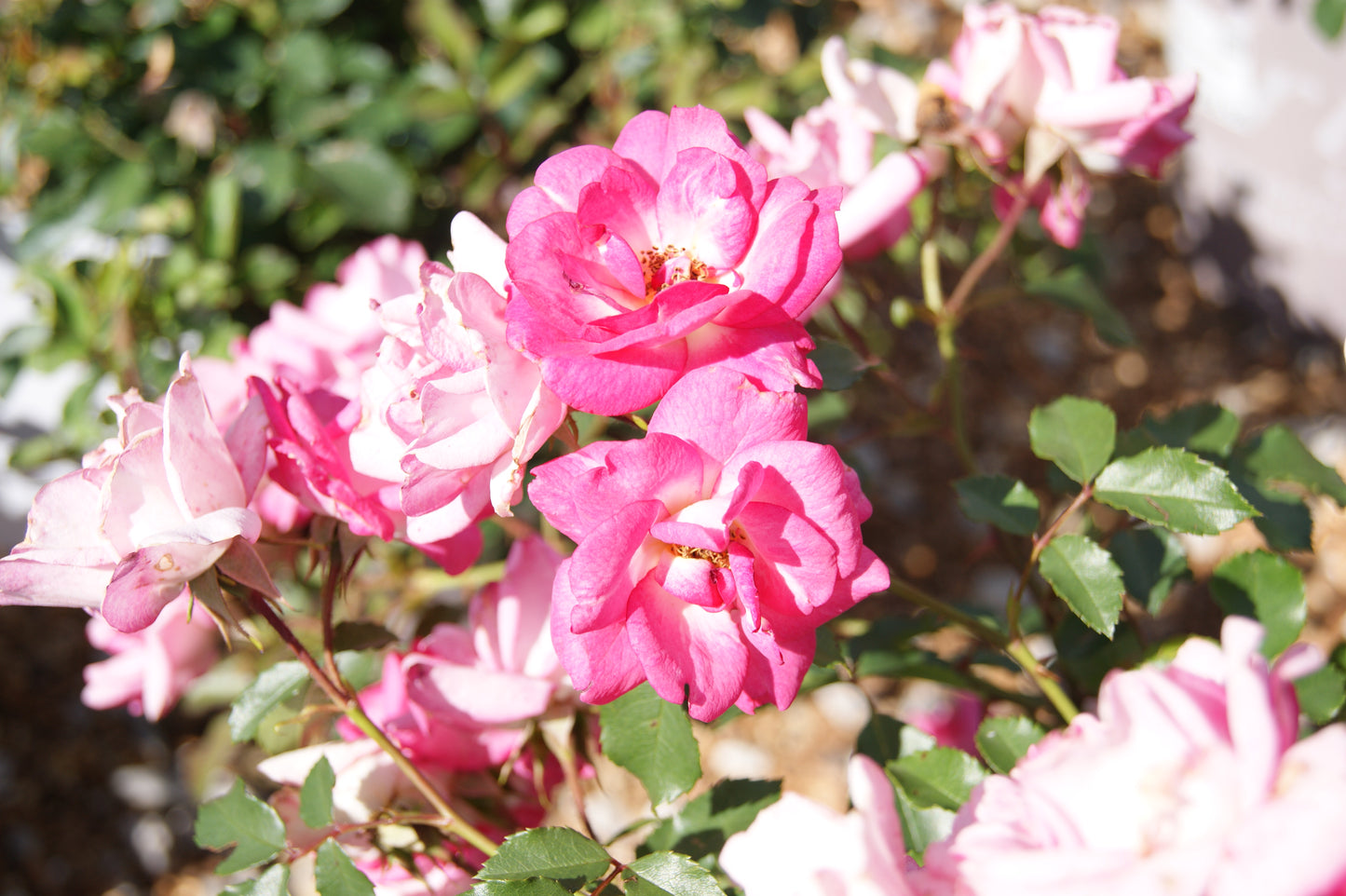 Rose, Shrub 'Easy Elegence Sunrise Sunset' (Rosa)