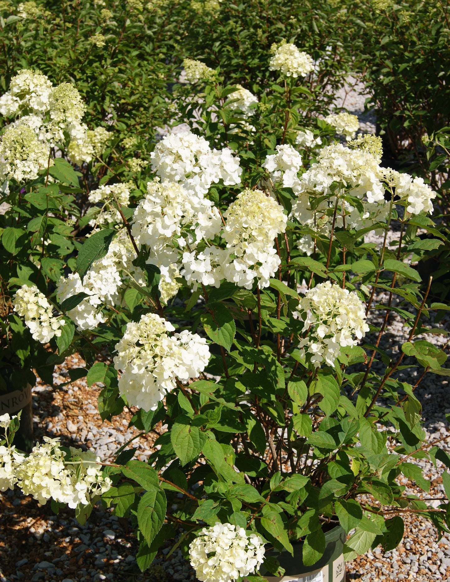 Hydrangea paniculata 'Strawberry Shake'