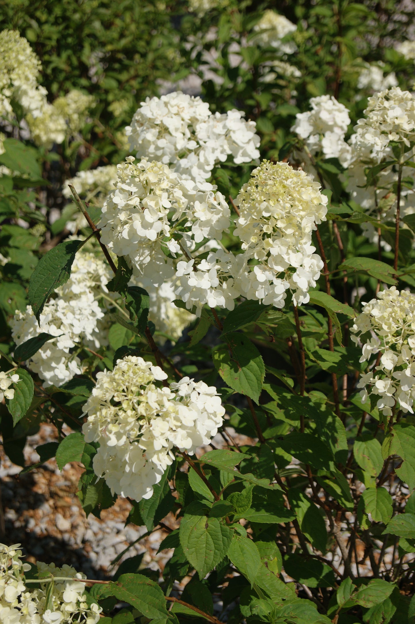 Hydrangea paniculata 'Strawberry Shake'