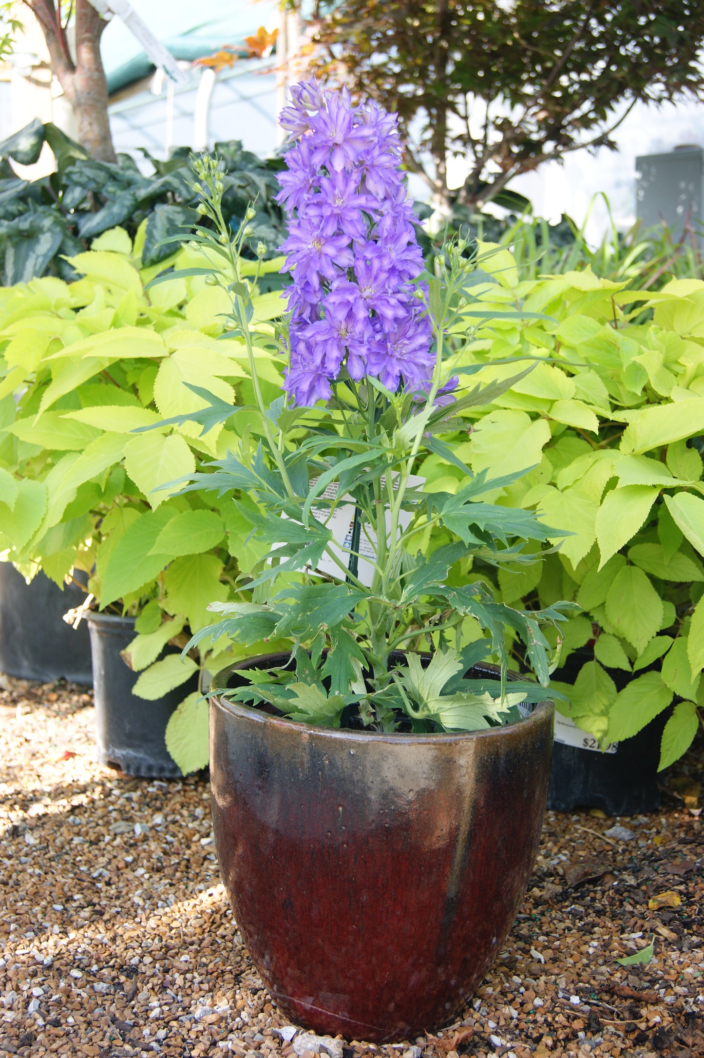 Delphinium 'Delgenius Breezin'