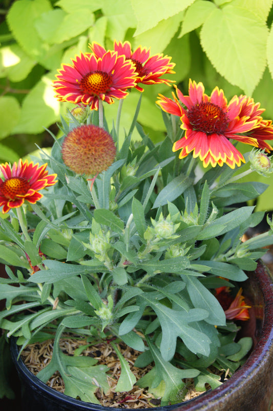 Gaillardia aristata 'SpinTop Orange Halo'