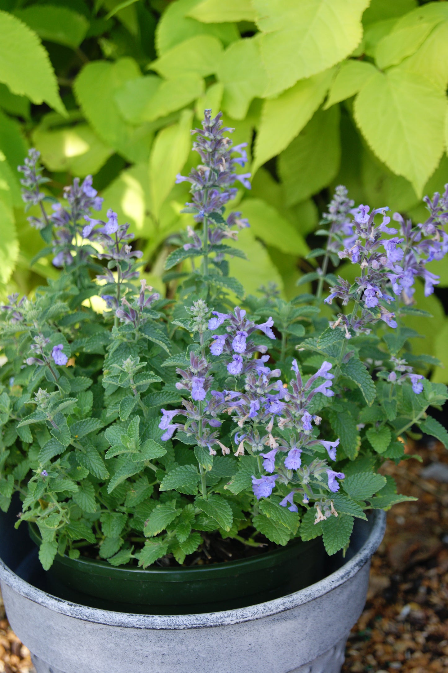 Nepeta 'Picture Purrfect'