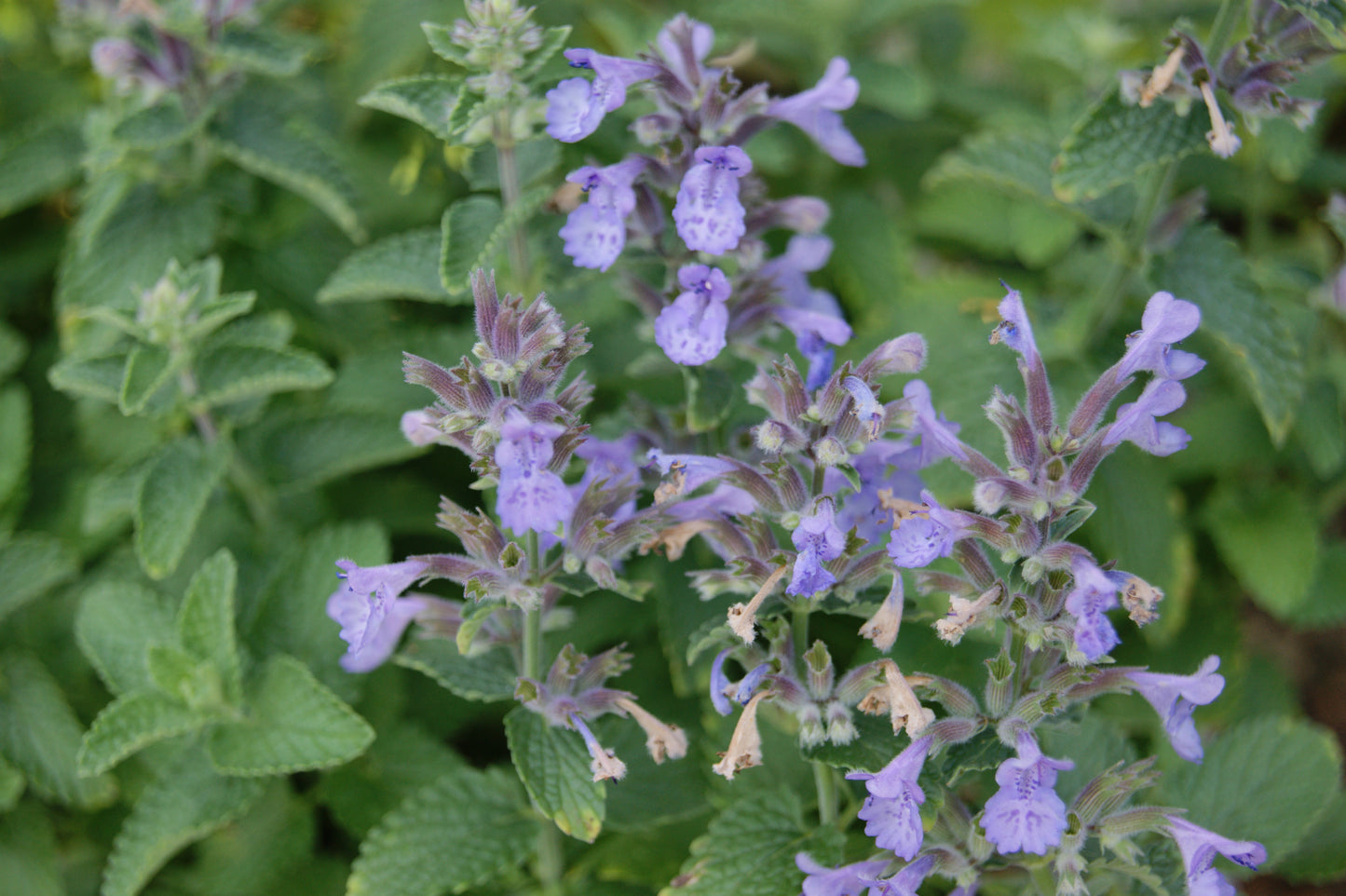 Nepeta 'Picture Purrfect'