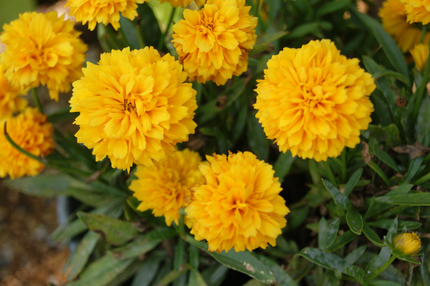 Coreopsis grandiflora 'Golden Sphere'