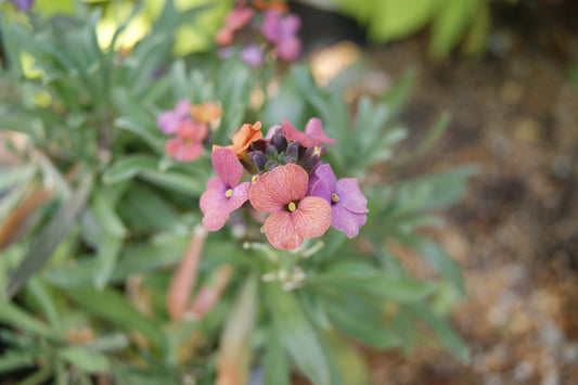 Erysimum 'Erysistible Bronze Rose'