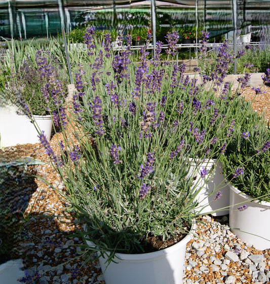 Lavandula angustifolia 'Munstead'