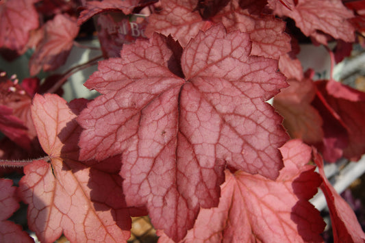 Heuchera villosa 'Georgia Peach'