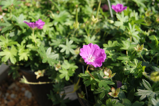 Geranium sanguineum 'Max Frei'