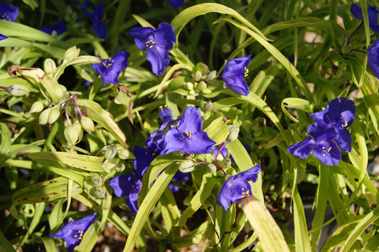 Tradescantia andersoniana 'Sweet Kate'