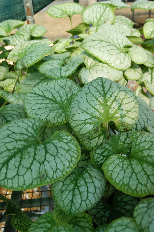 Brunnera 'Jack Frost'