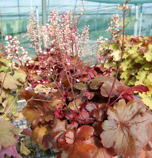 Heuchera 'Fire Alarm'