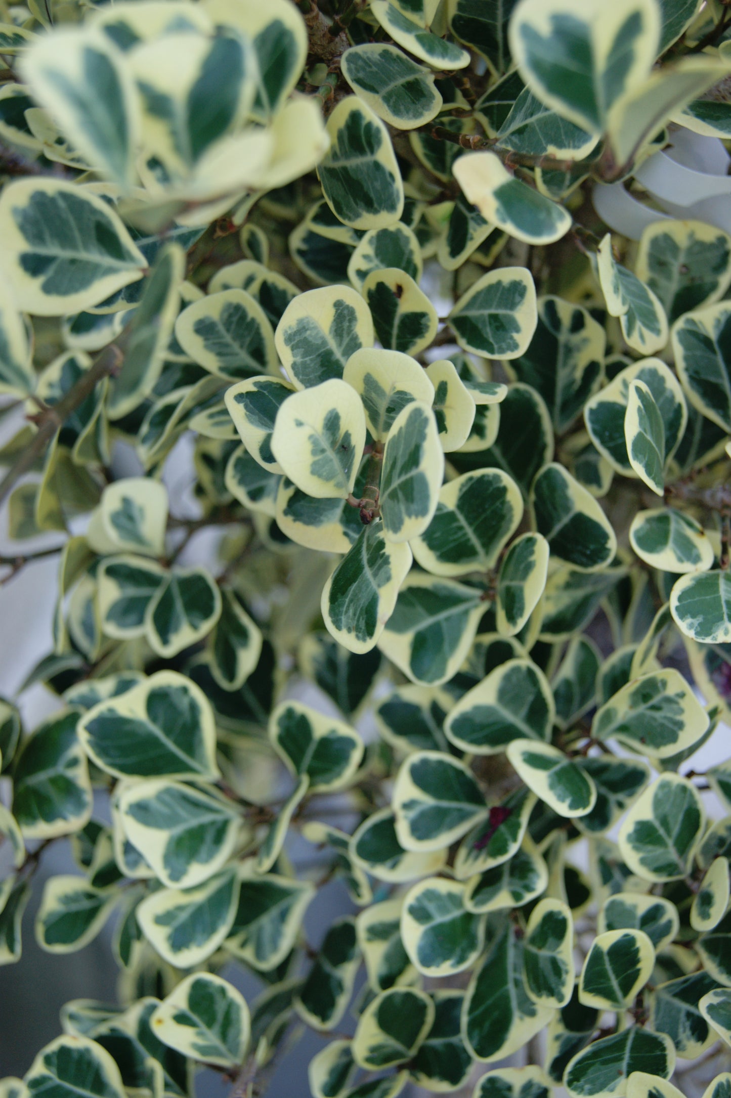 Ficus triangularis Variegata