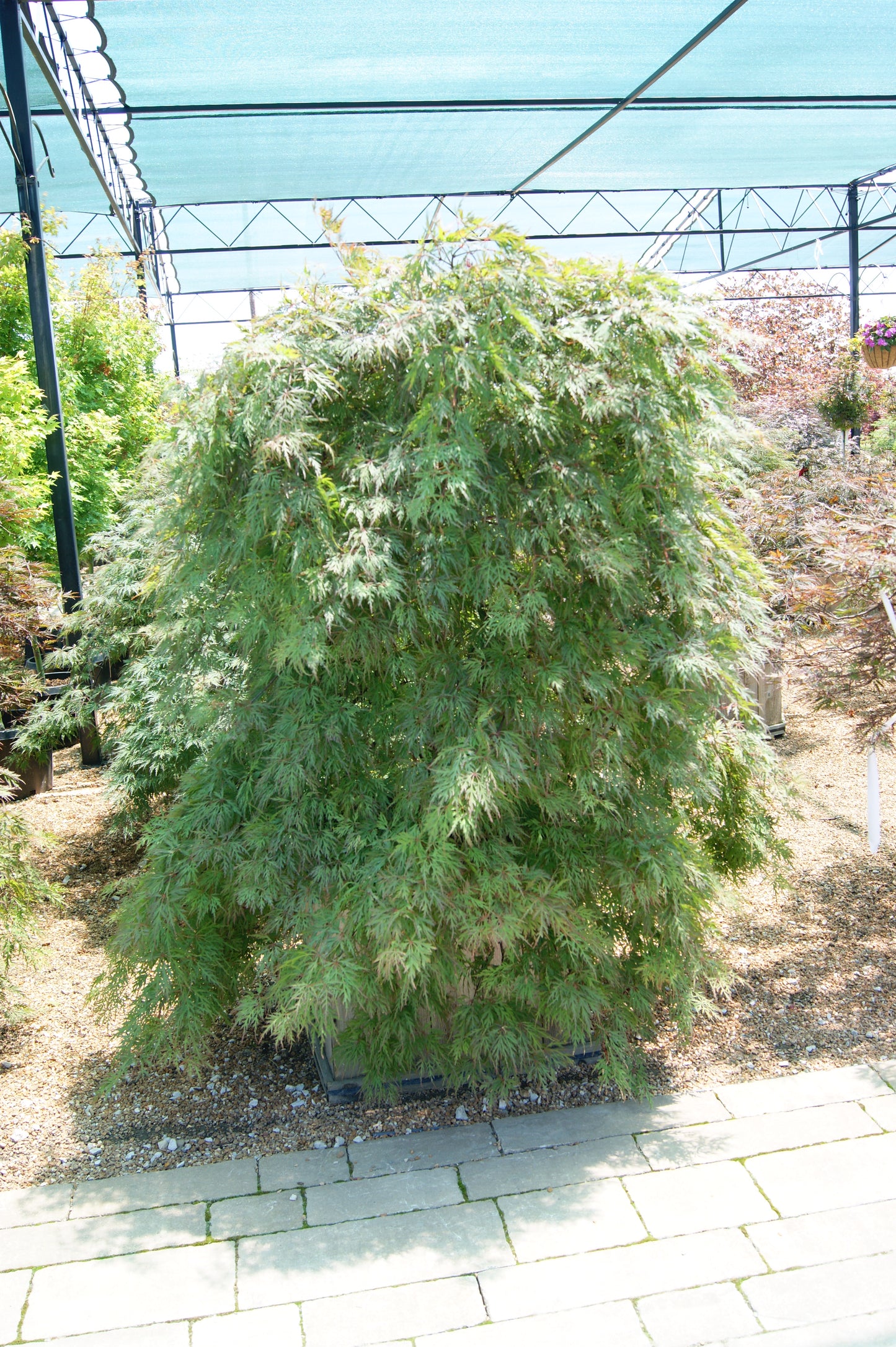 Acer palmatum 'Orangeola'