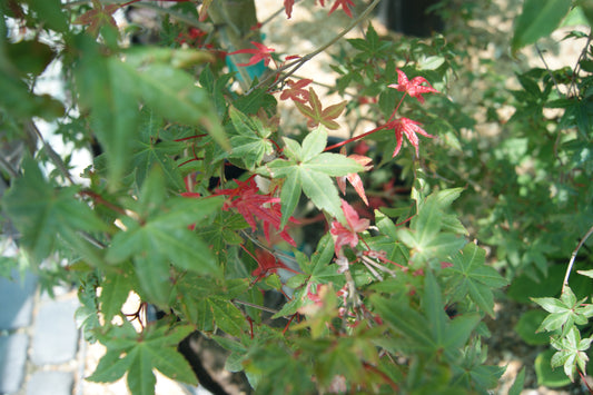 Acer palmatum 'Beni Maiko'