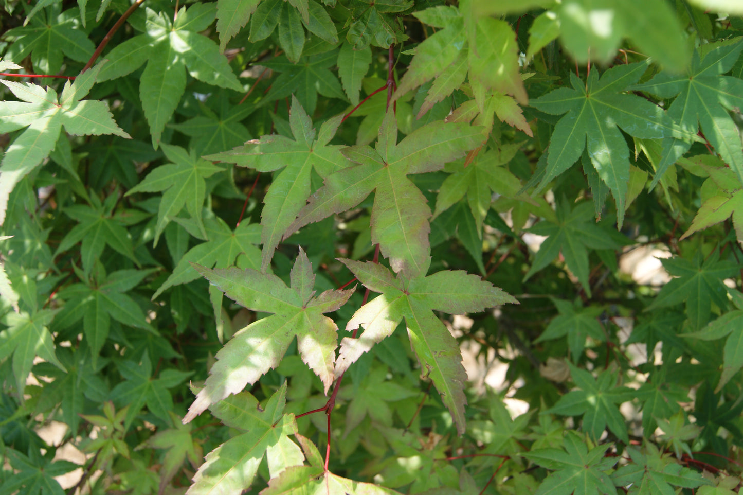 Acer palmatum 'Shindeshojo'