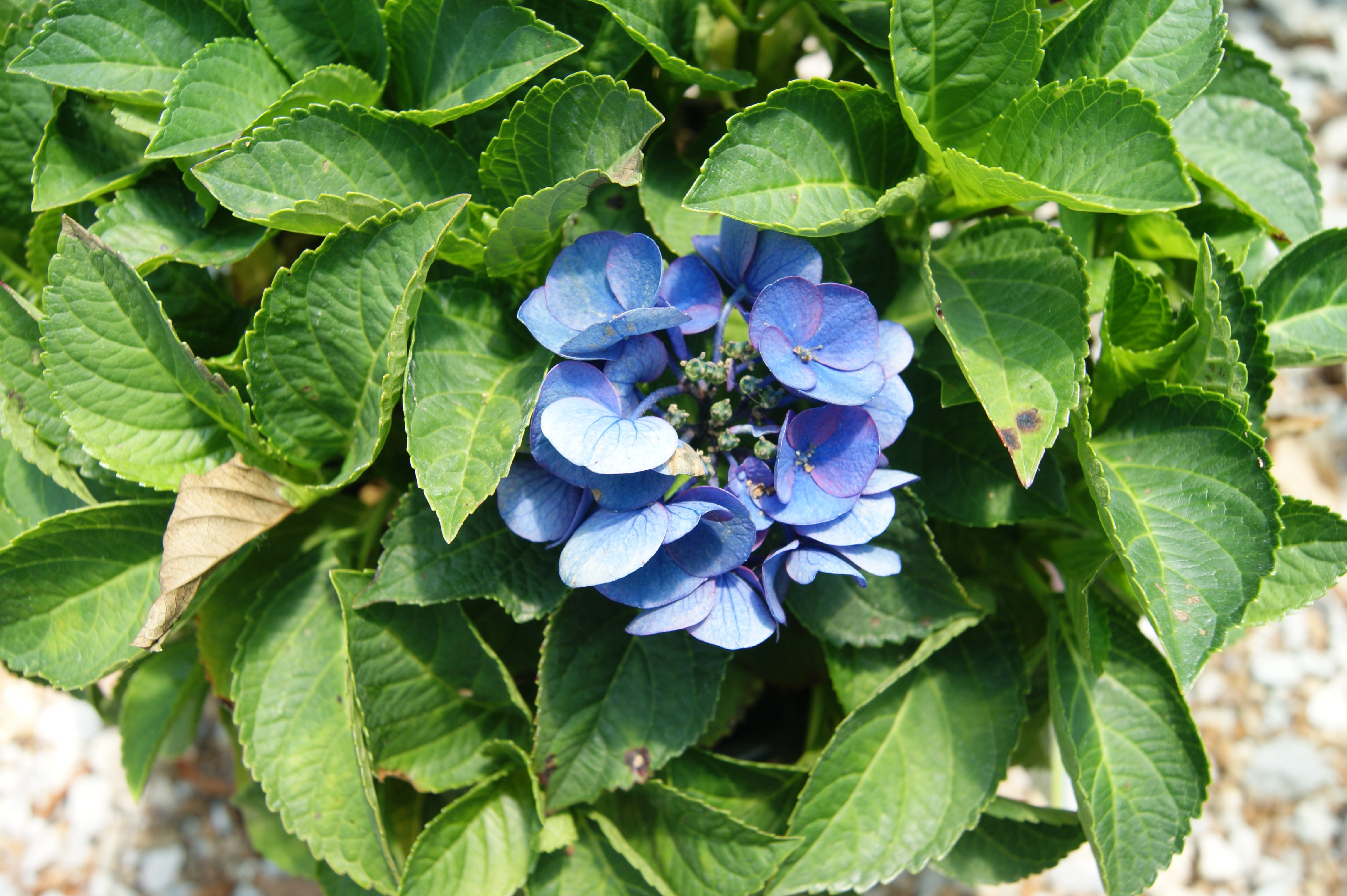 Hydrangea, Big-leaf Mophead 'Seaside Serenade Newport' (Hydrangea