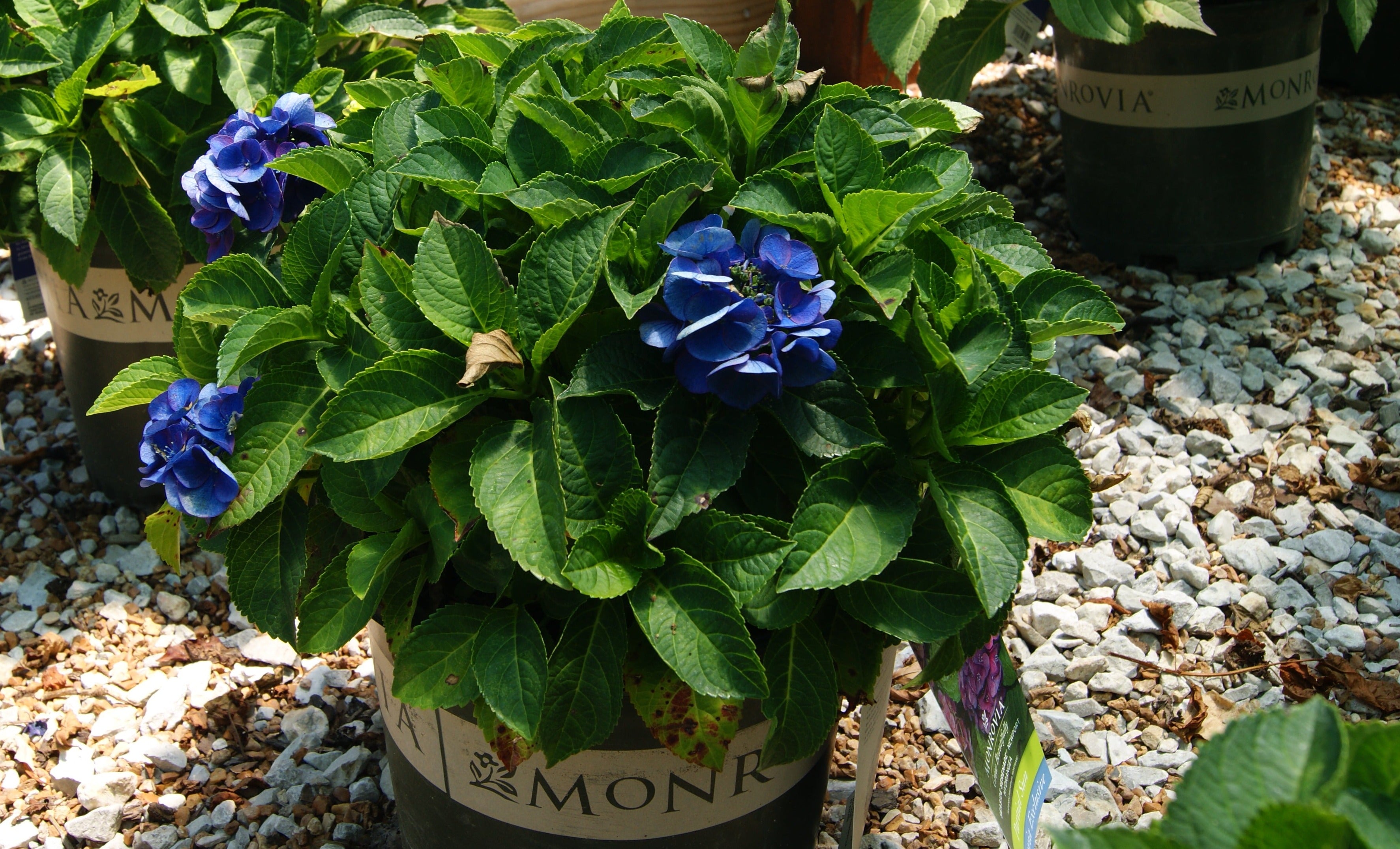 Hydrangea, Big-leaf Mophead 'Seaside Serenade Newport' (Hydrangea