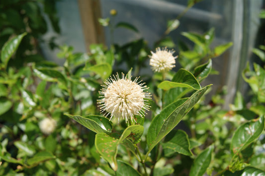 Button Bush 'Crimson Comet' (Cephalanthus)
