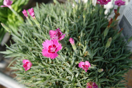 Dianthus 'Paint the Town Fancy'