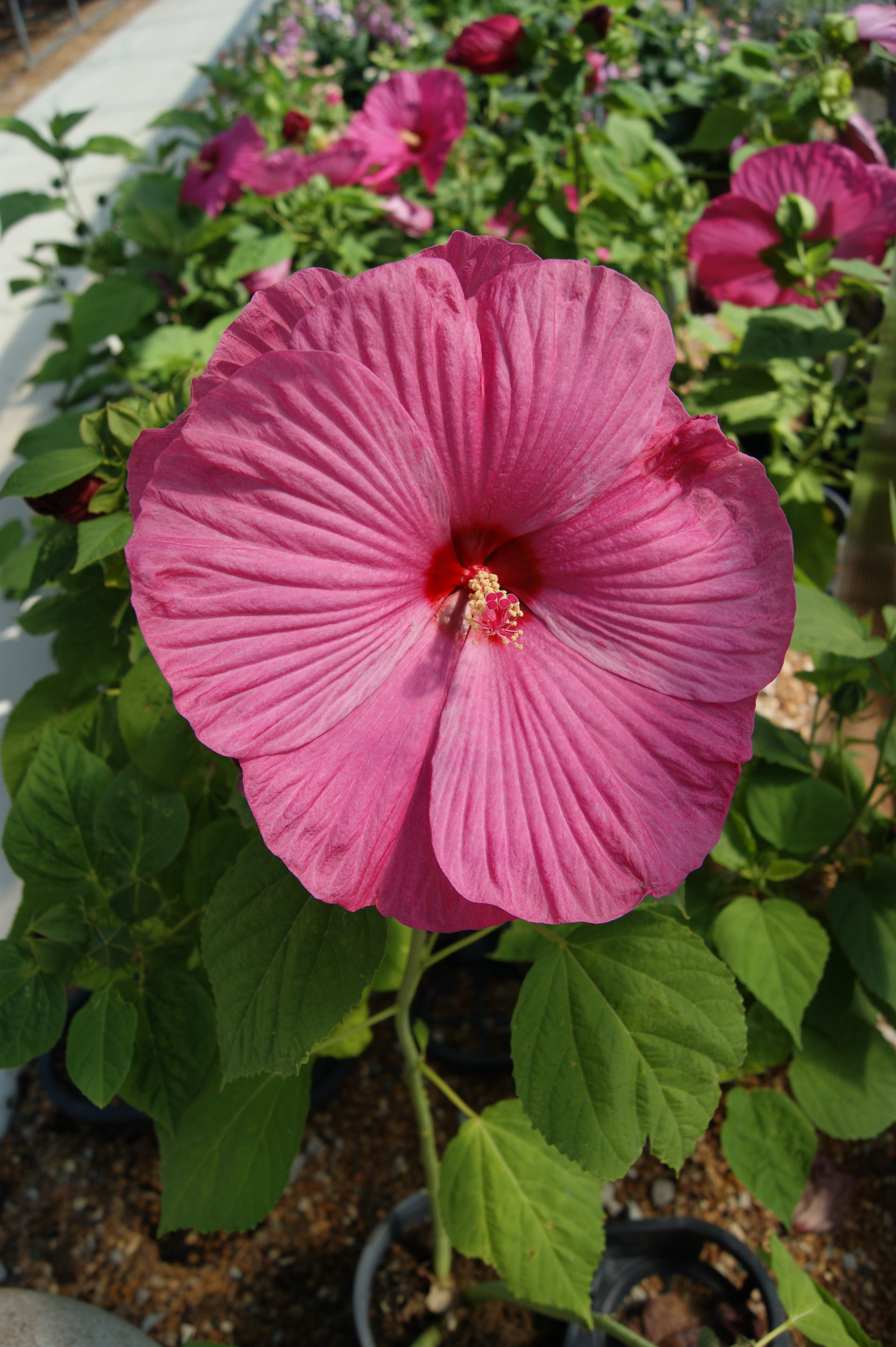 Rose Mallow, Hardy 'Luna Rose' (Hibiscus) – Passiglia Landscape