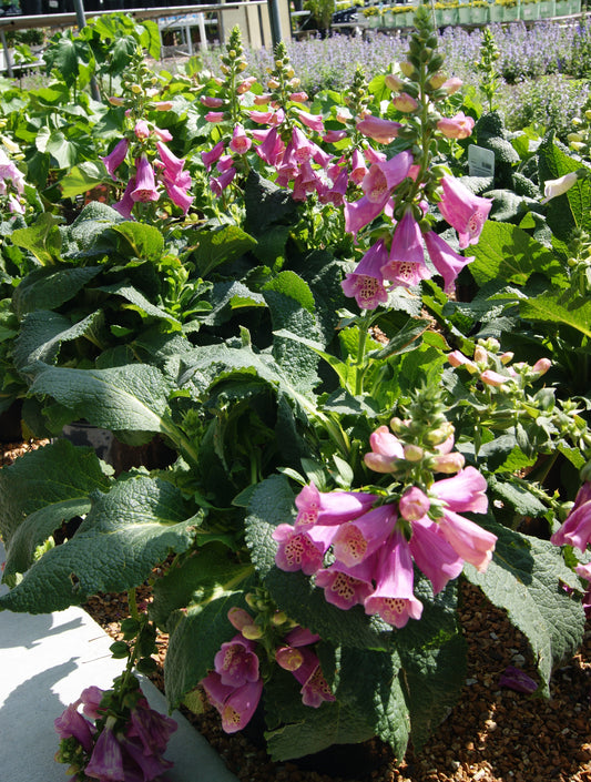 Digitalis purpurea 'Camelot Rose'