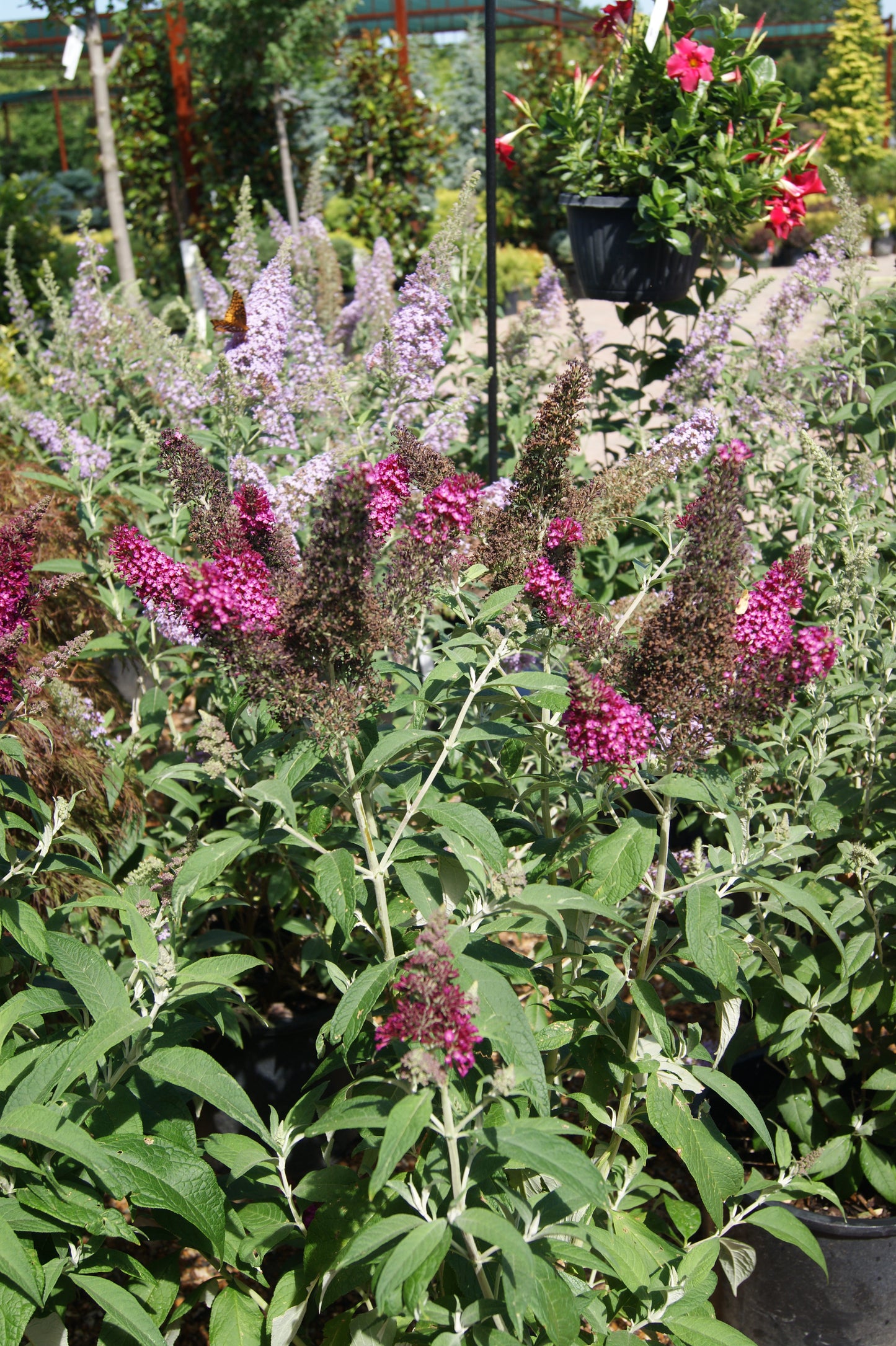 Buddleia 'Funky Fuchisa'