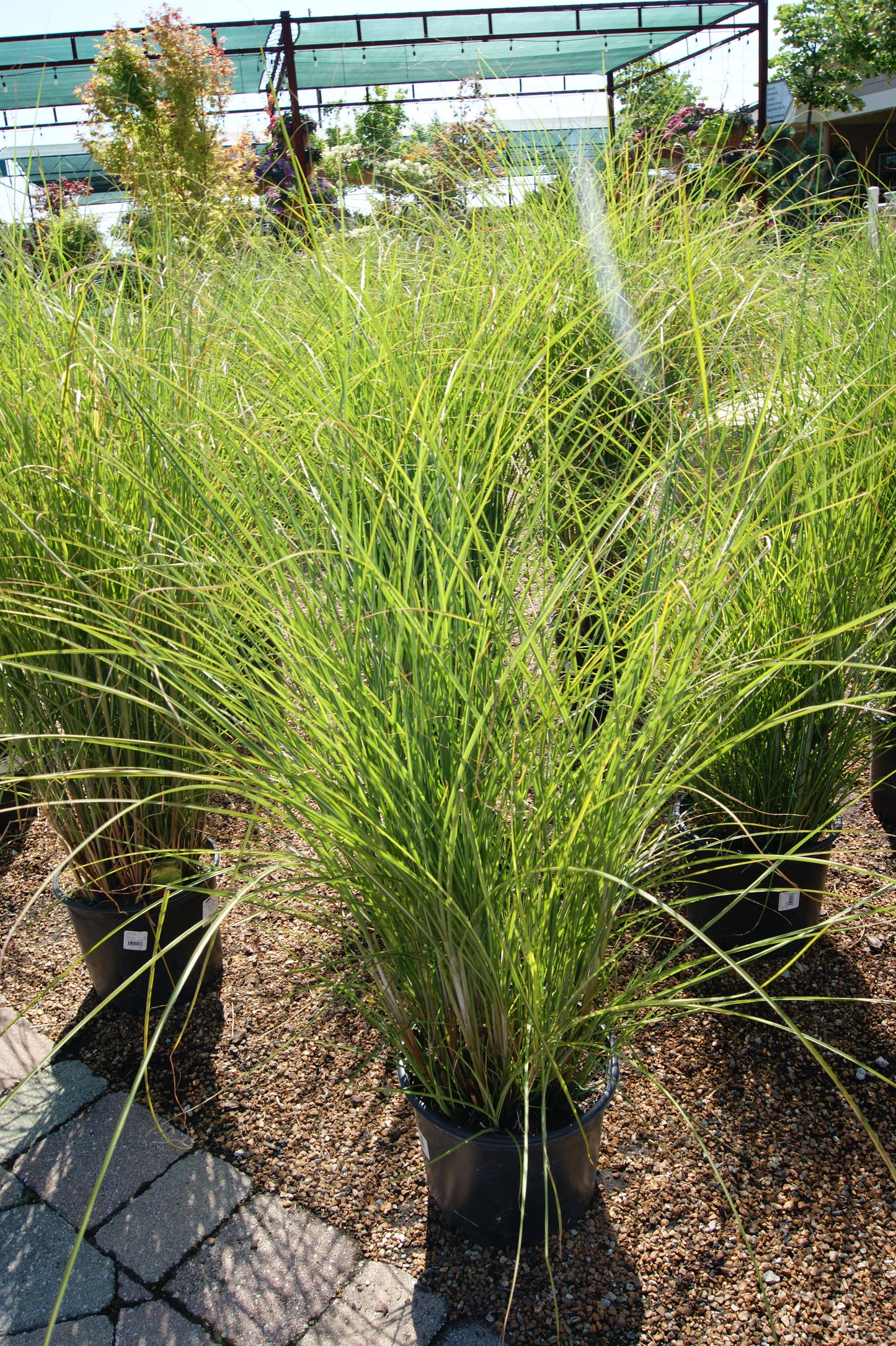 Miscanthus sinensis 'Gracillimus'