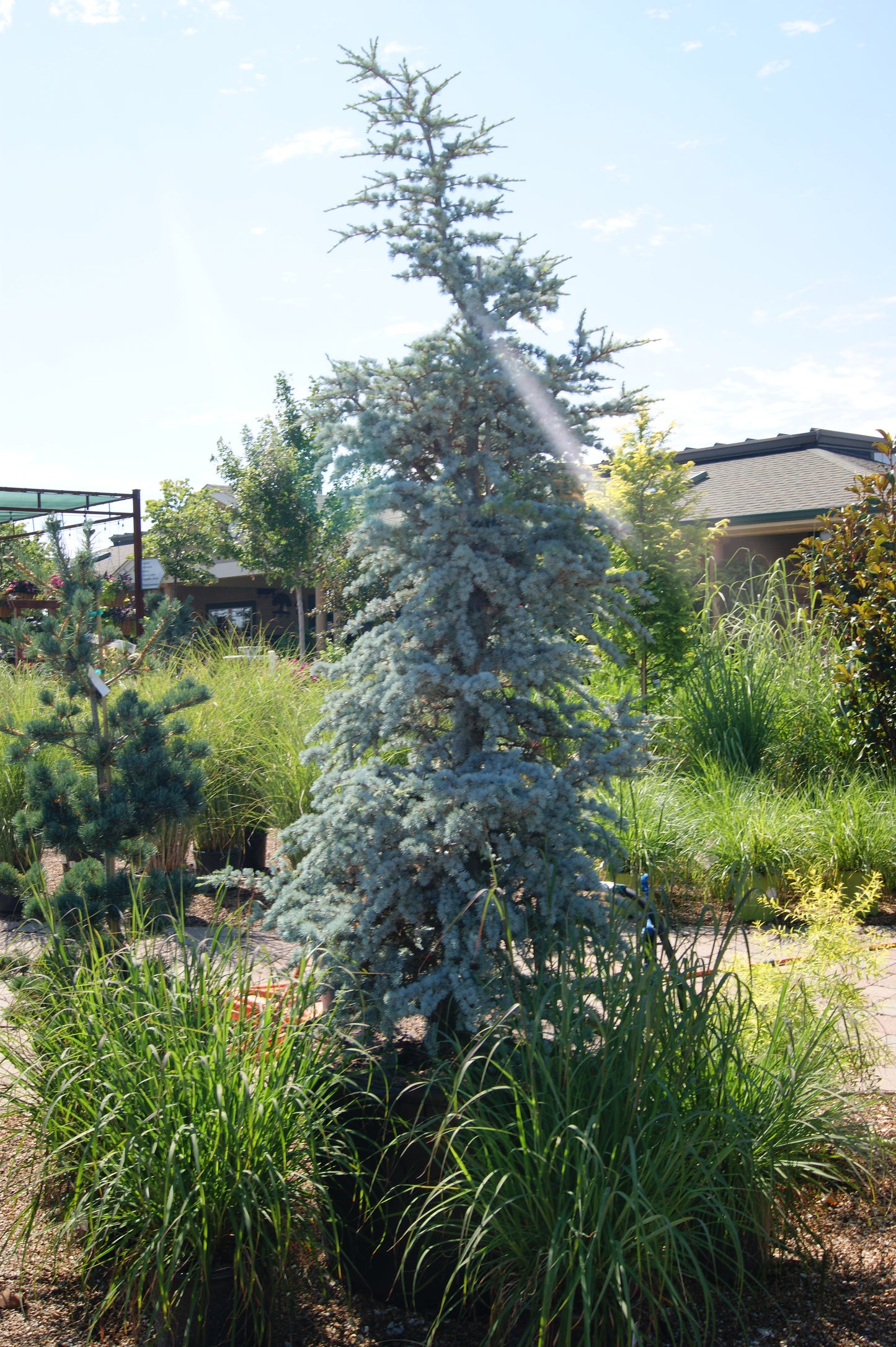 Cedrus atlantica 'Horstmann'