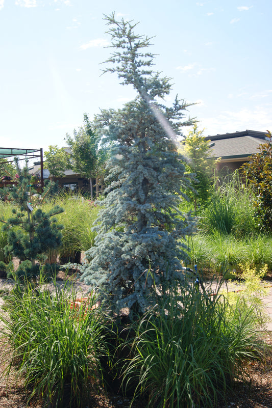 Cedar, Blue Atlas Dwarf 'Horstmann' (Cedrus)