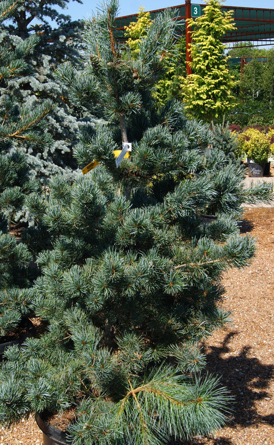 Pinus parviflora 'Glauca'