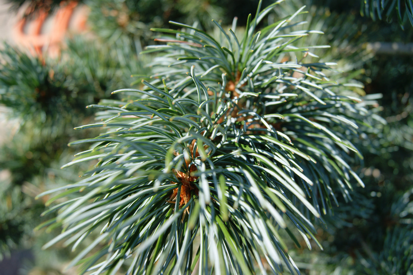 Pinus parviflora 'Glauca'