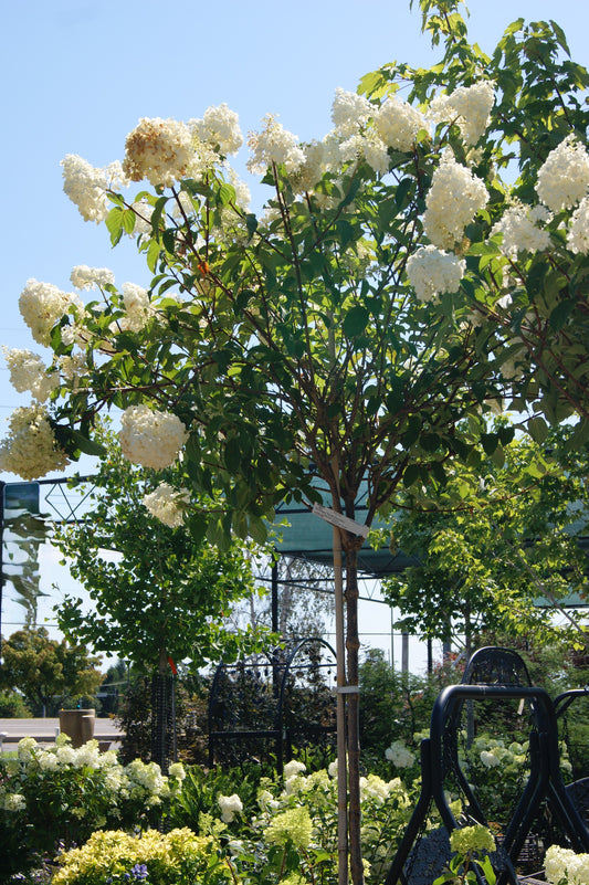 Hydrangea paniculata 'Vanilla Strawberry'