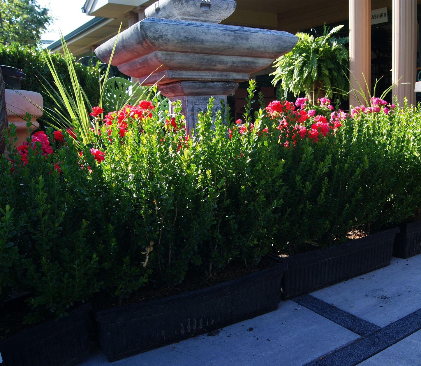 Boxwood, Japanese 'Baby Gem' (Buxus) Mini Hedge