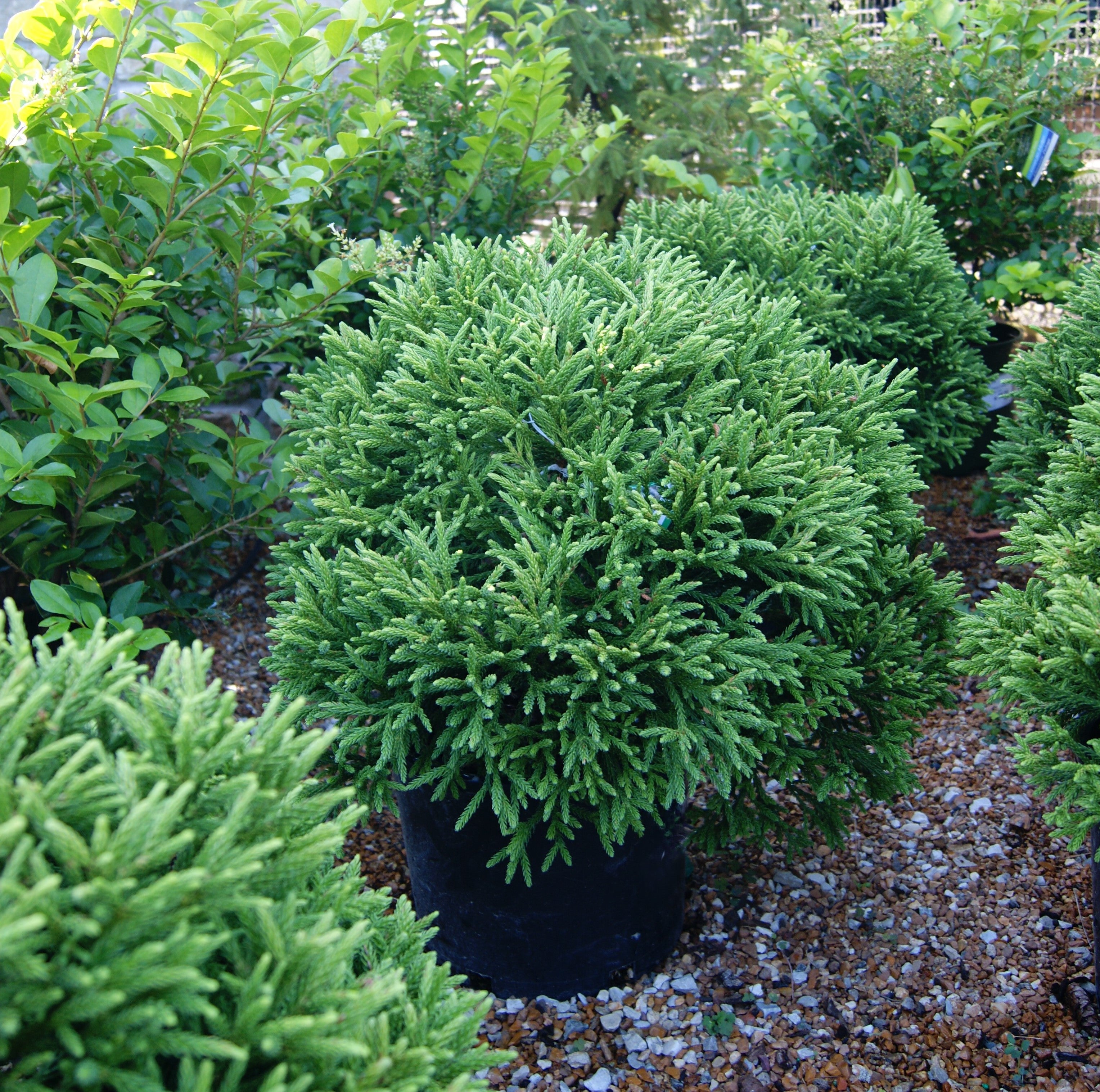 Cedar, Japanese Globe 'Little Champion' (Cryptomeria) – Passiglia