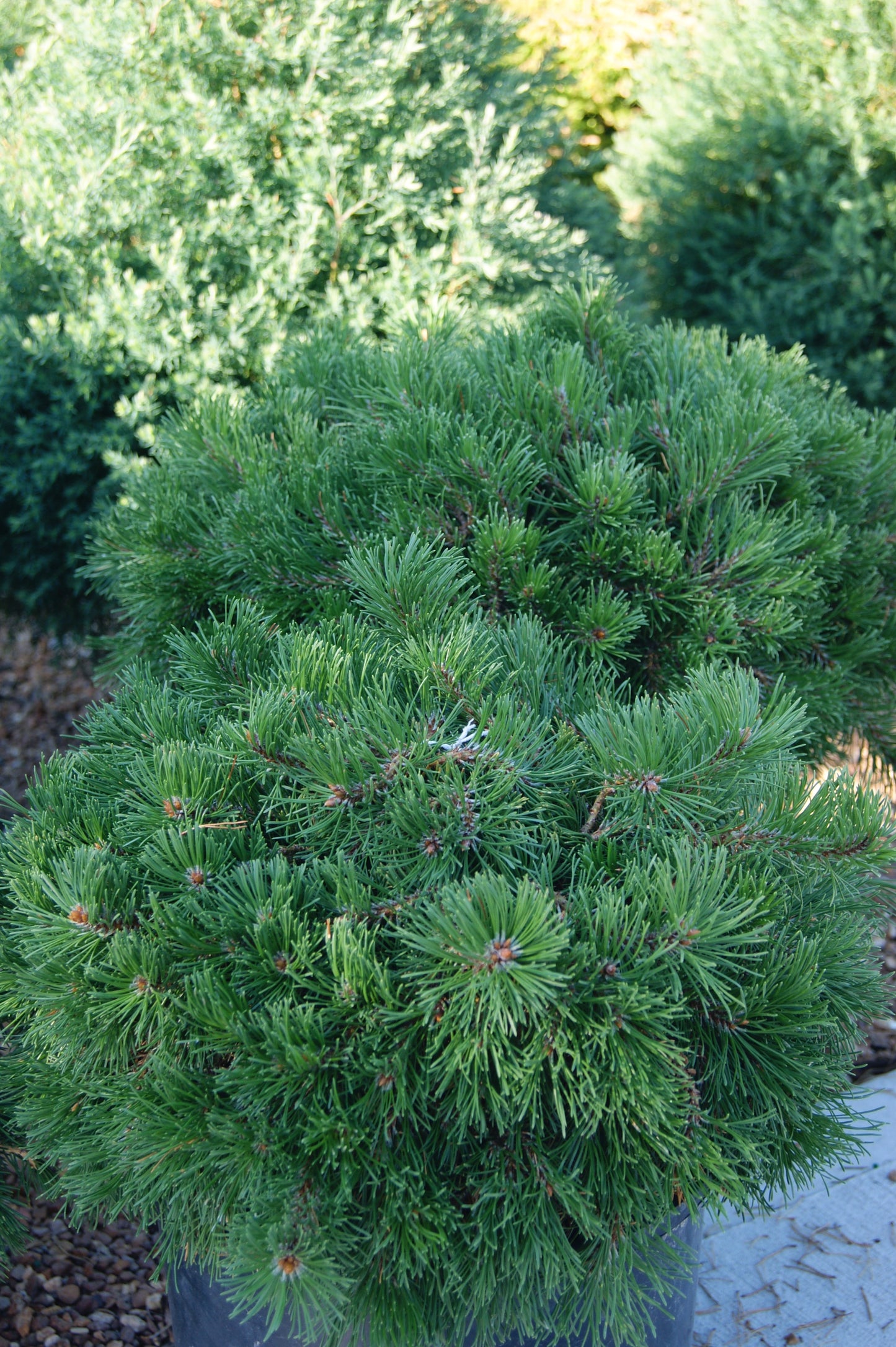 Pine, Swiss/ Mugo 'Pesto' (Pinus)