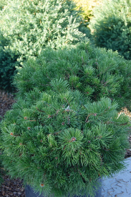 Pine, Swiss/ Mugo 'Pesto' (Pinus)