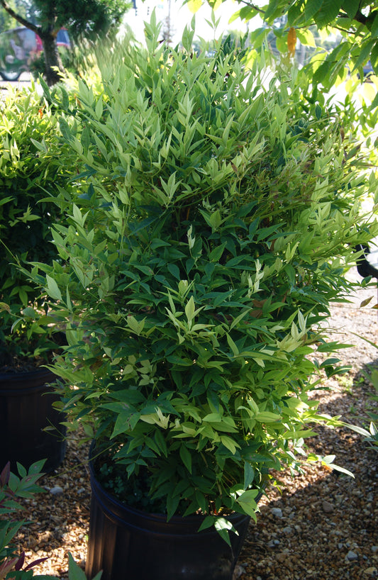 Nandina domestica 'Lemon Lime'