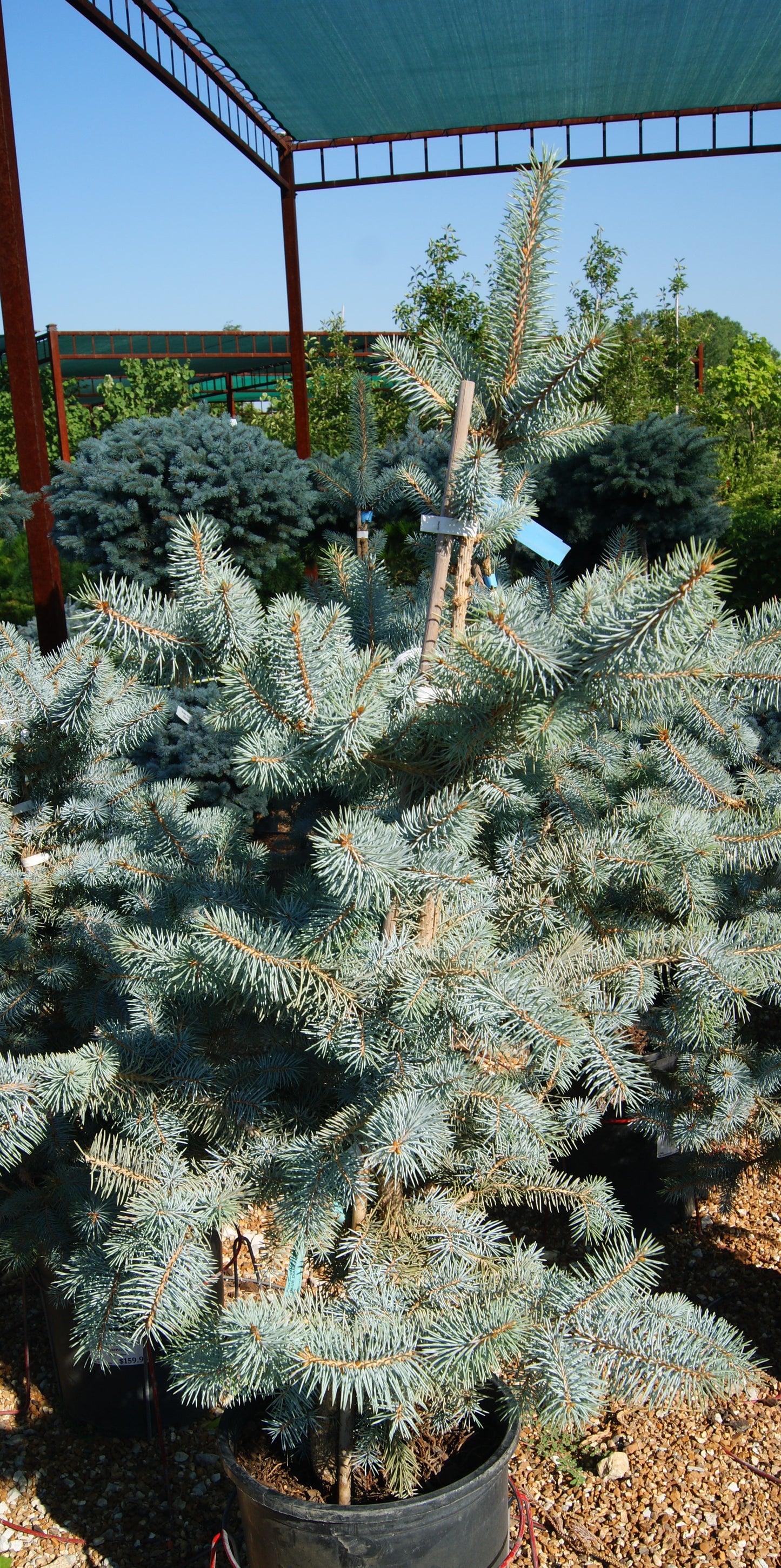 Picea pungens 'Blue Diamond'