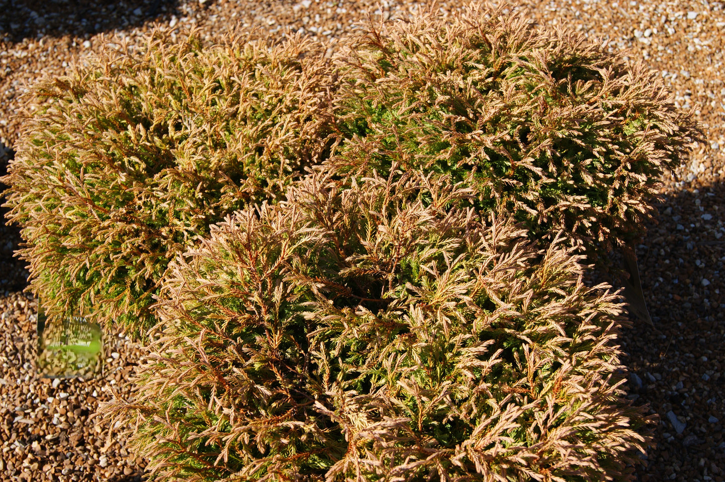 Arborvitae, Eastern Globe 'Golden Tuffet' (Thuja) Patio Tree