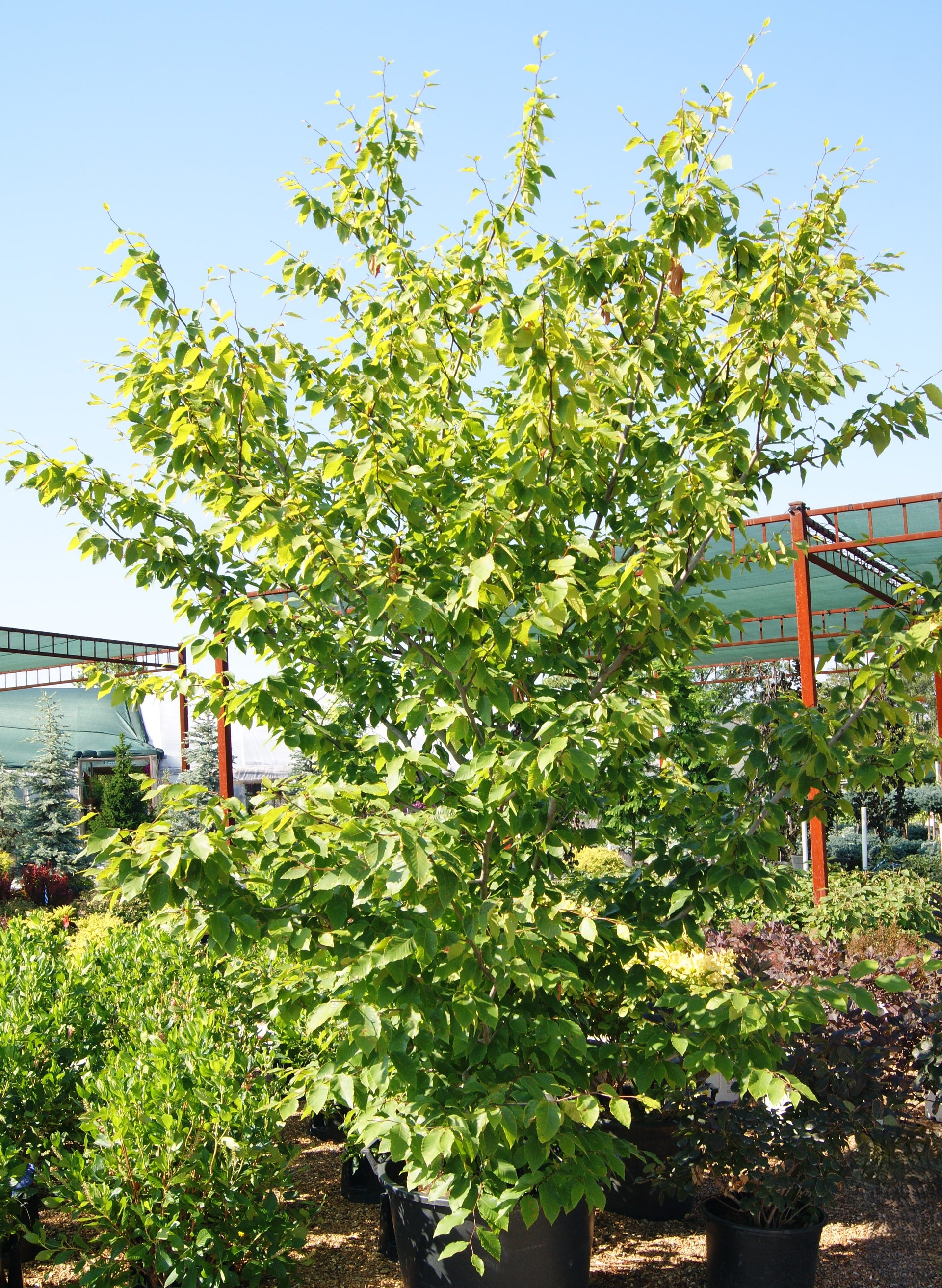 Beech, American (Fagus) – Passiglia Landscape, Nursery & Garden Center