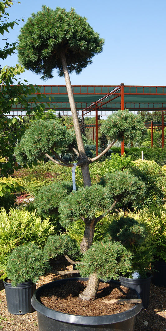 Pinus sylvestris