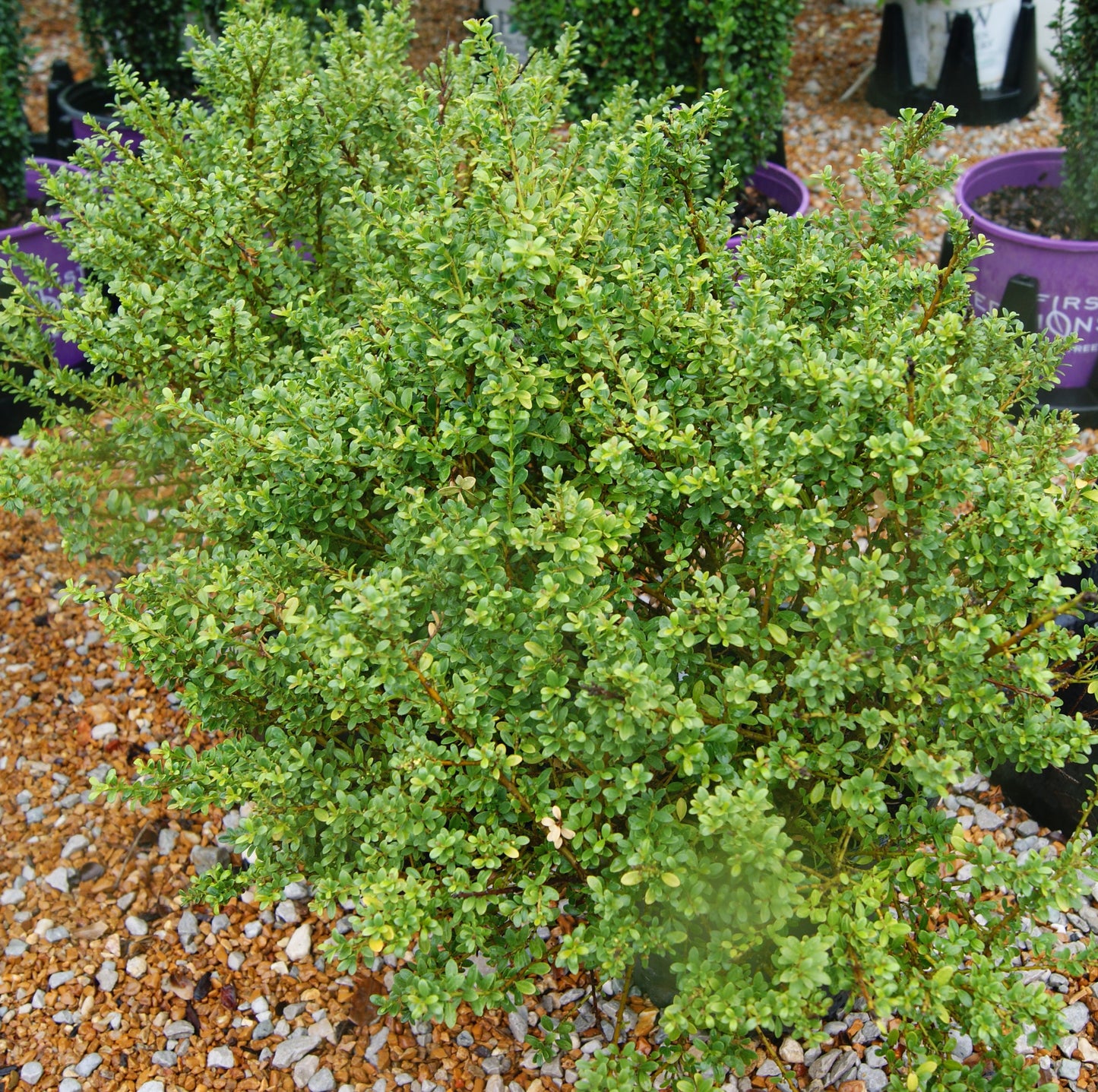 Ilex crenata 'Lucky Marble'