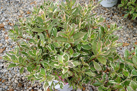 Weigela, Variegated 'My Monet' (Weigela)