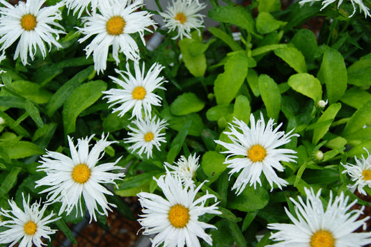 Leucanthemum 'Ice Cream'