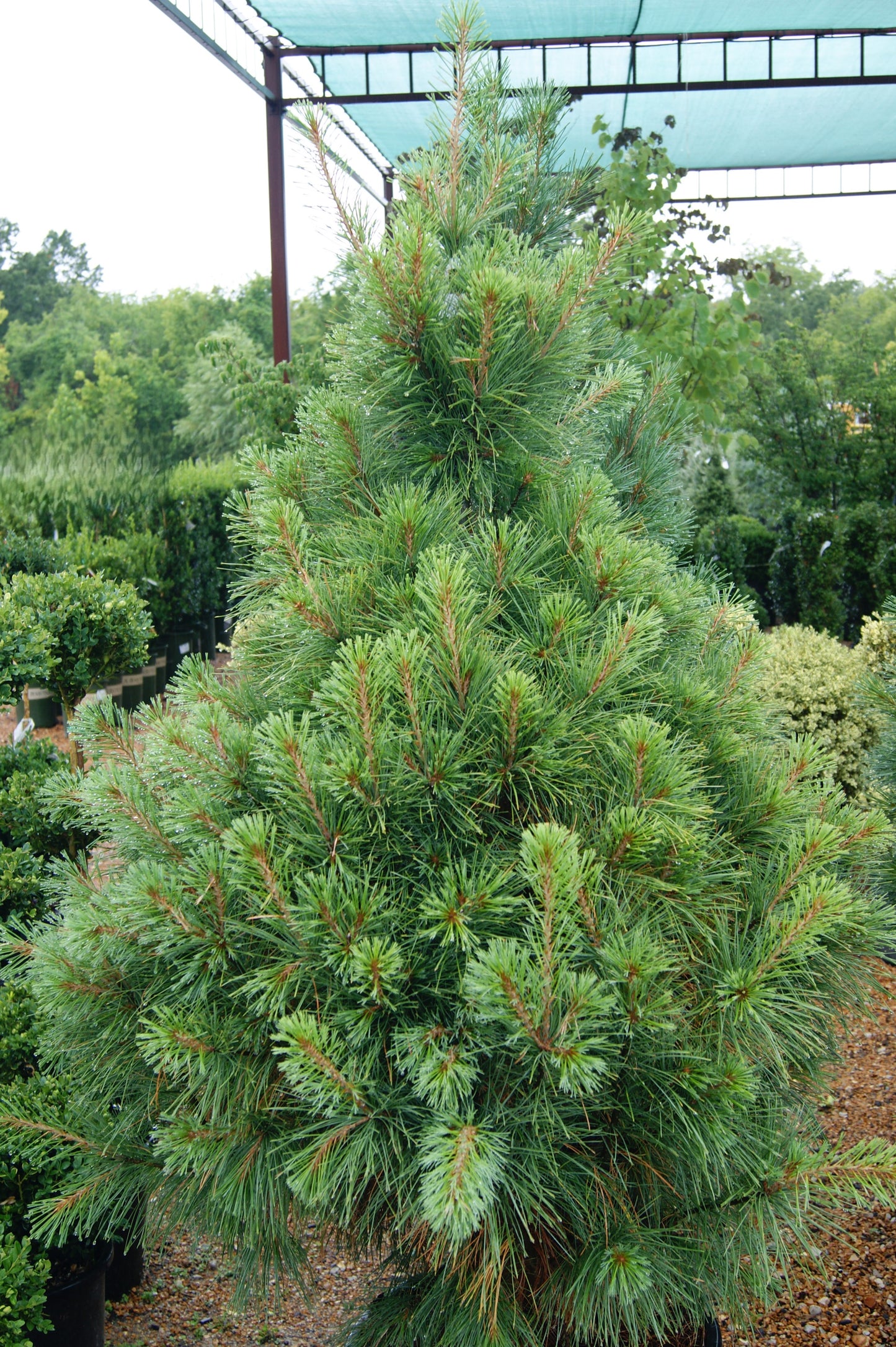 Pinus strobus 'Stowe's Pillar'