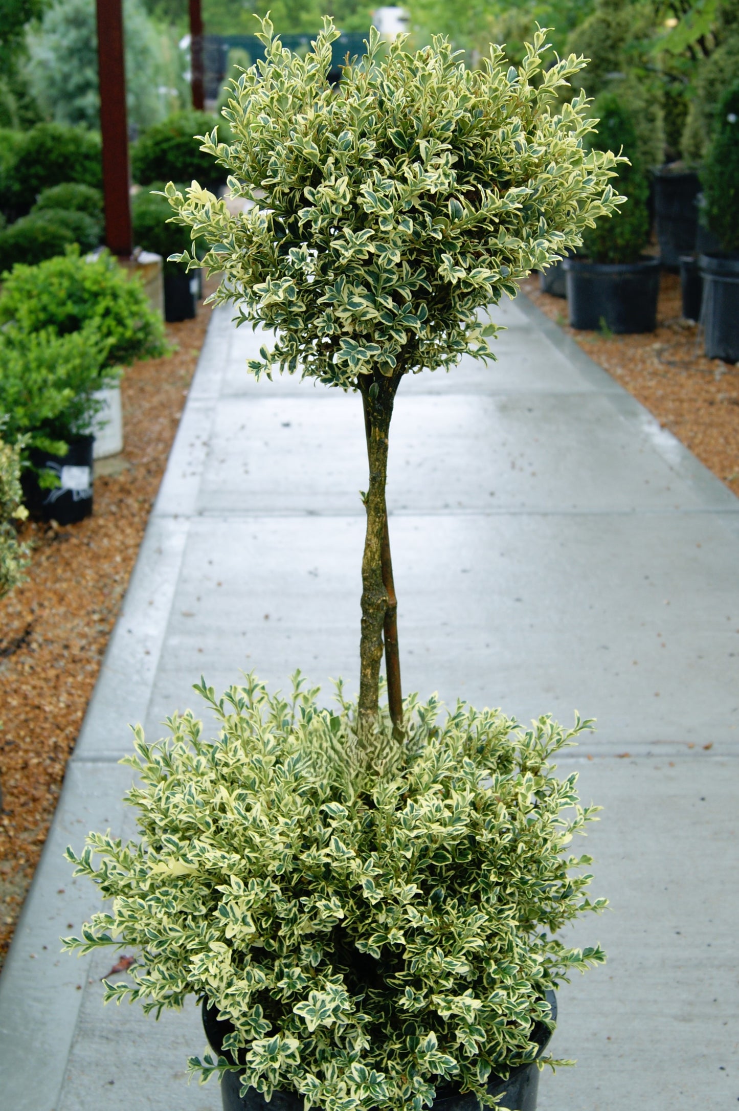 Boxwood, English Variegated 'Variegata' (Buxus) 2-Tier