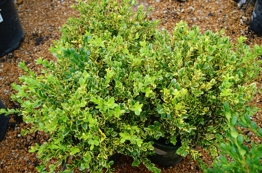 Buxus microphylla 'Golden Triumph'