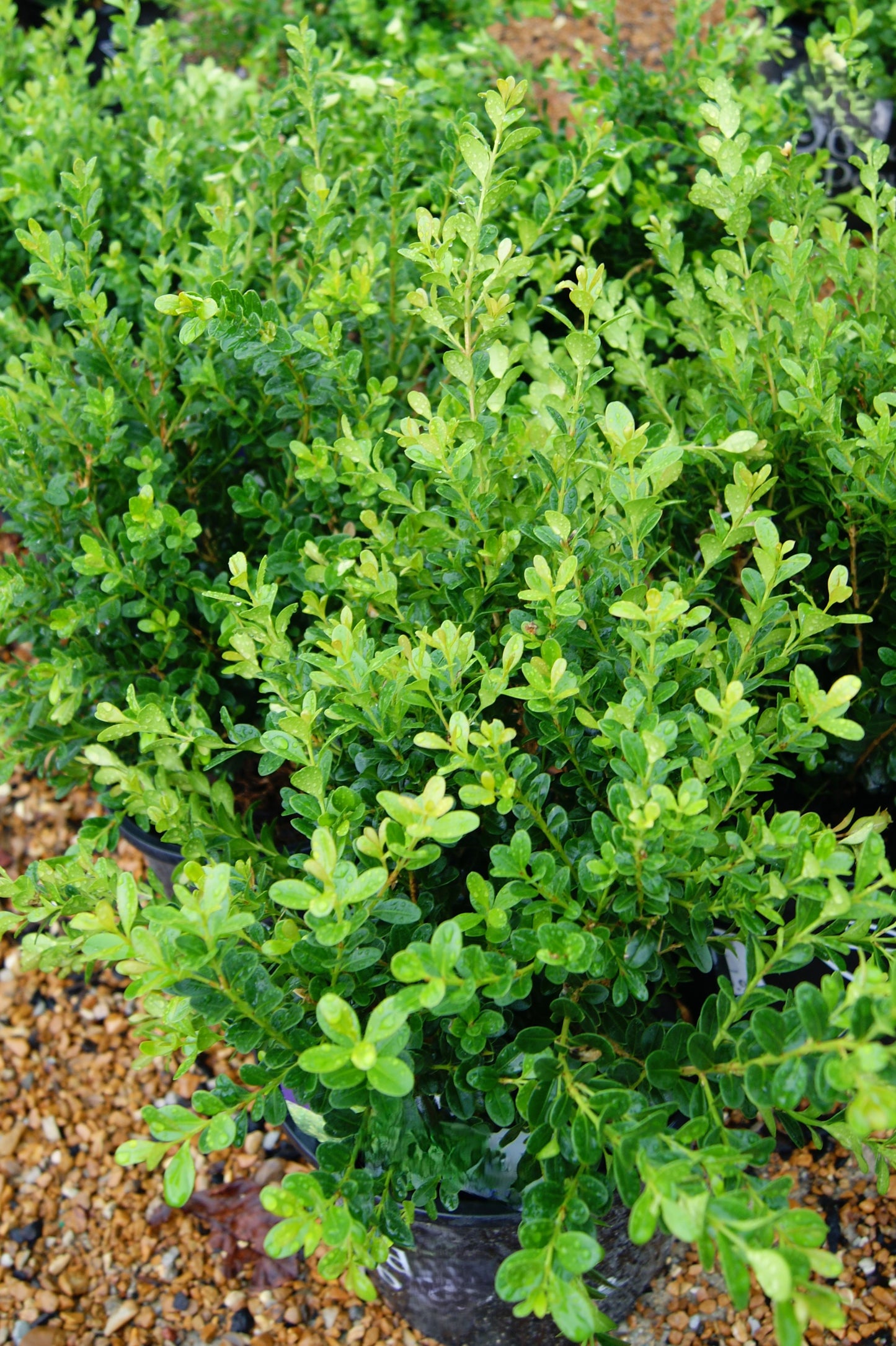 Buxus microphylla var. japonica 'Baby Gem'